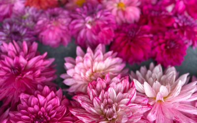 Dahlia Hybridization: Should I Keep This Bloom?