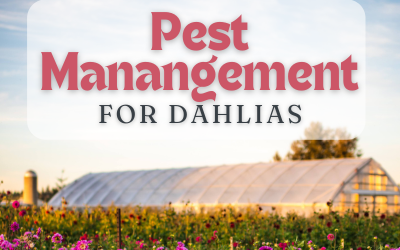 Pest Management for Dahlias at Triple Wren