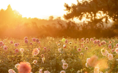 How to Plant Dahlia Tubers
