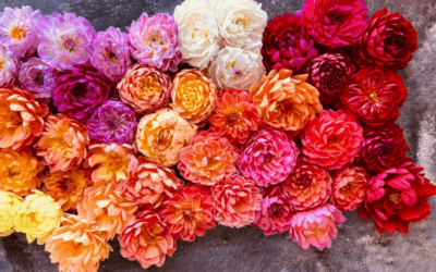 The Treasure Hunt in our Dahlia Field