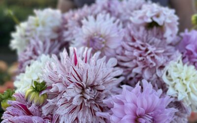 Legacy Dahlia Hybridizers: Ken Greenway