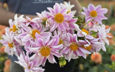 Legacy Dahlia Hybridizers: Bill Doolittle
