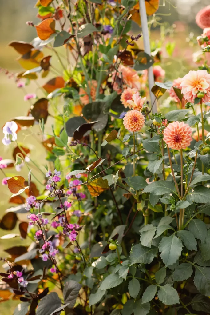 coral dahlias and purple annual vines in a flower field