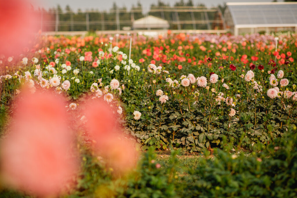 TripleWrenFarms