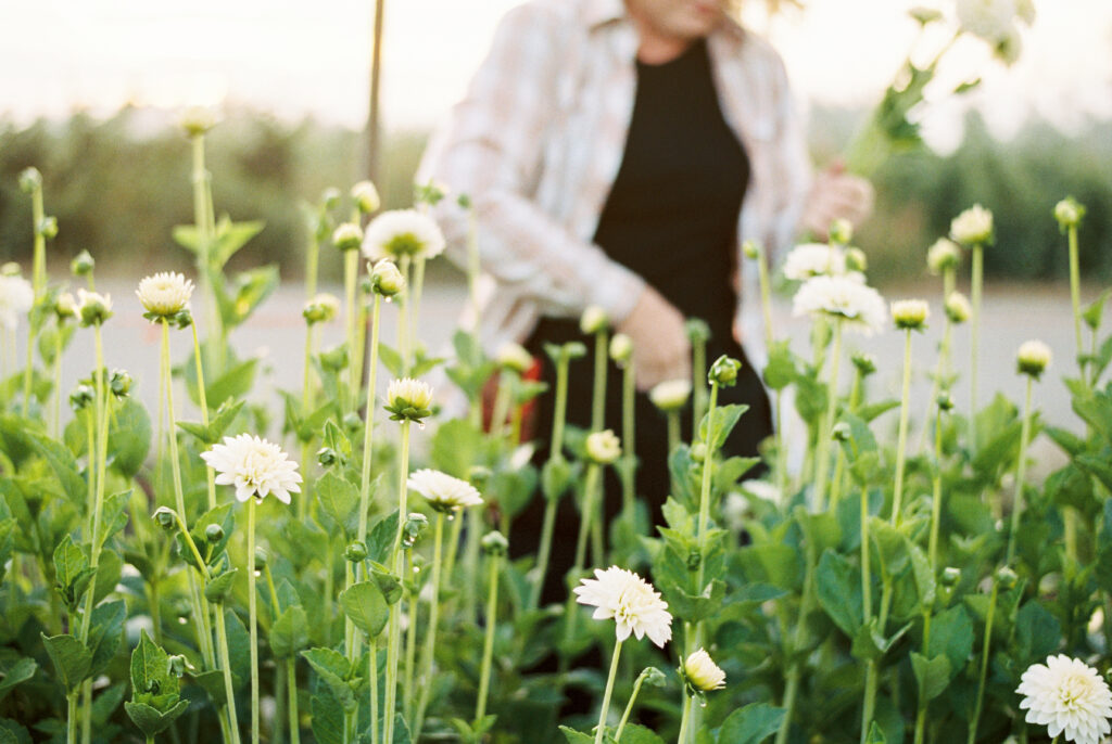 Woman walking in a filed of white dahlias. Photo: Triple Wren Farms.