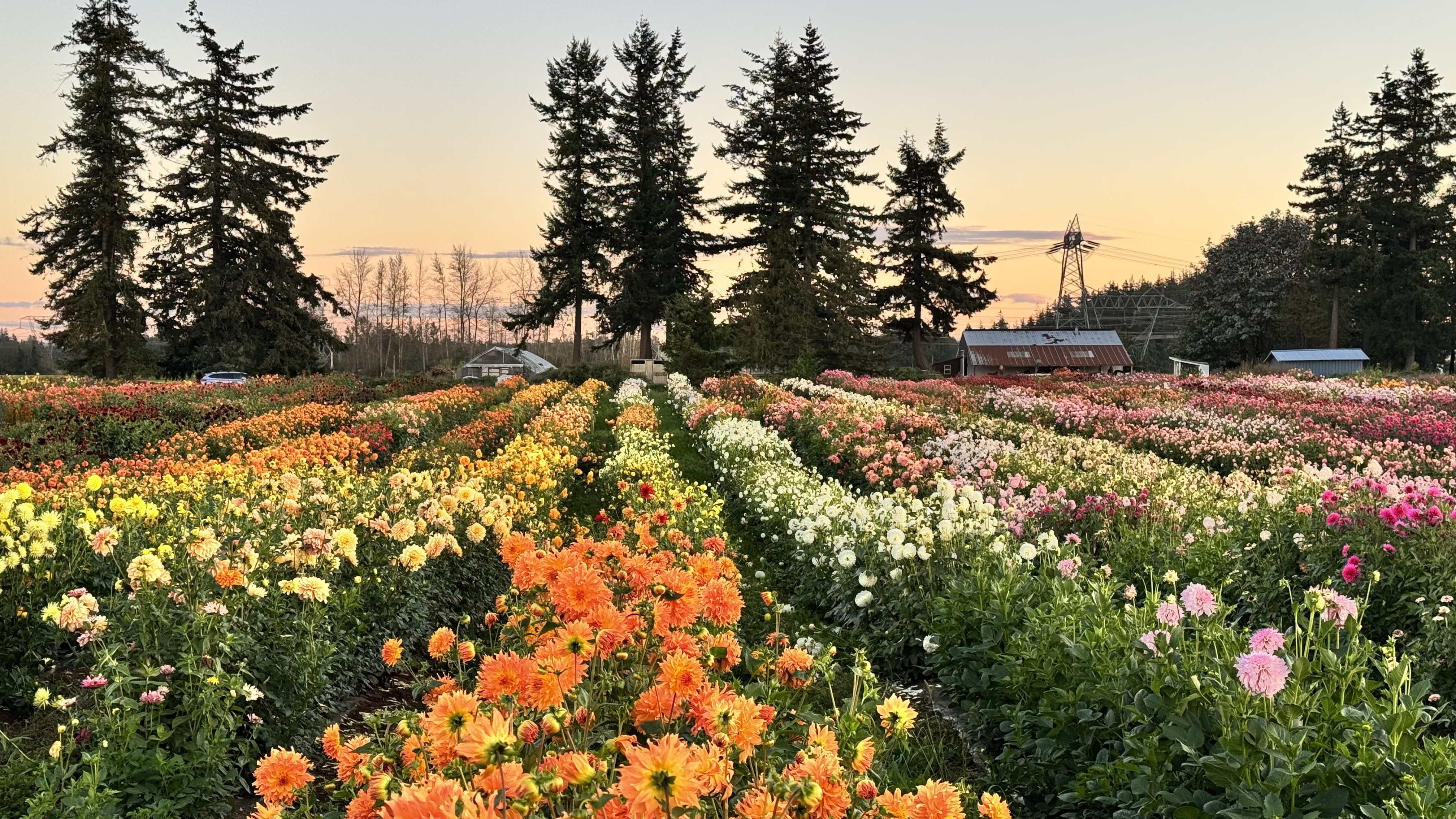 A field of vibrant, colorful dahlias at sunset. Photo: Triple Wren Farms.