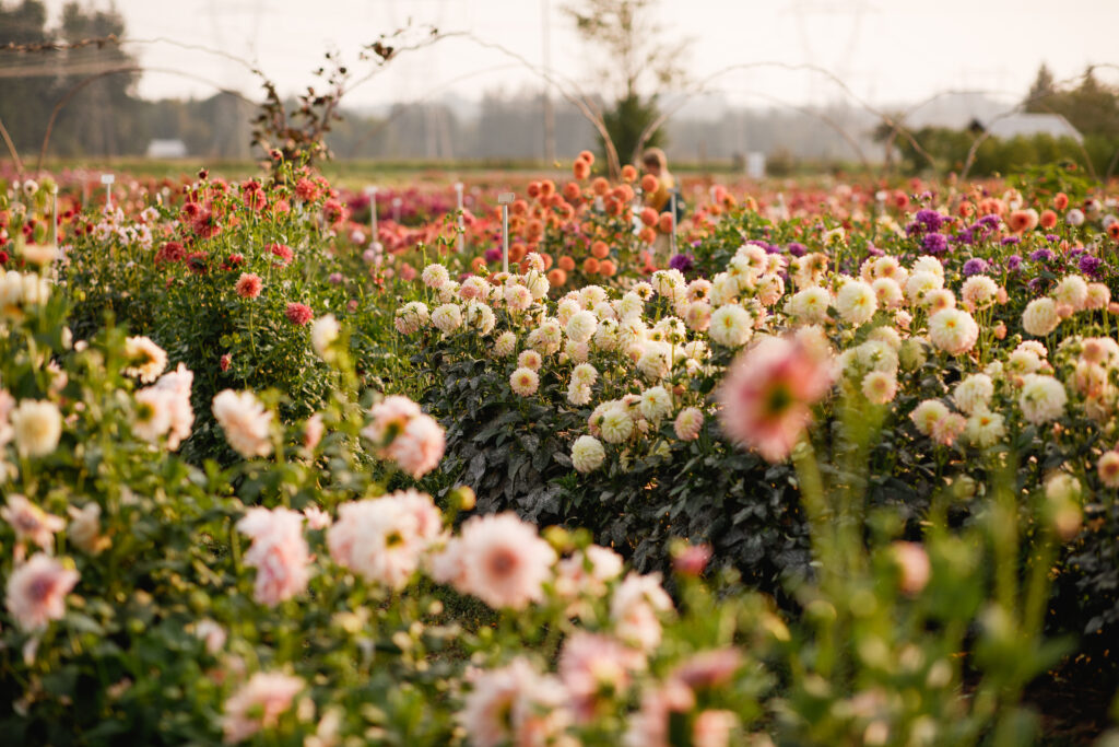 A field of dahlias on a farm. Photo: Triple Wren Farms.