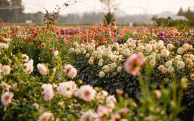 How to Prepare Your Garden for a Beautiful Dahlia Season