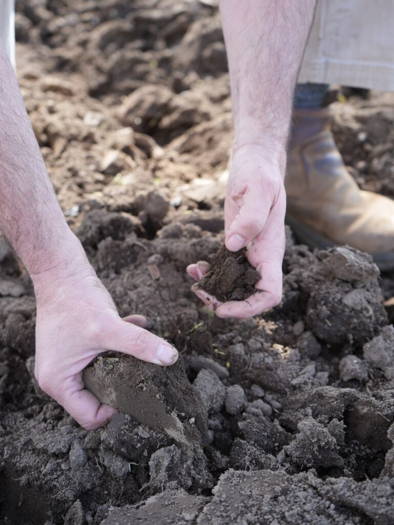 Hands in dirt, testing soil for proper dahlia planting. Photo: Triple Wren Farms.