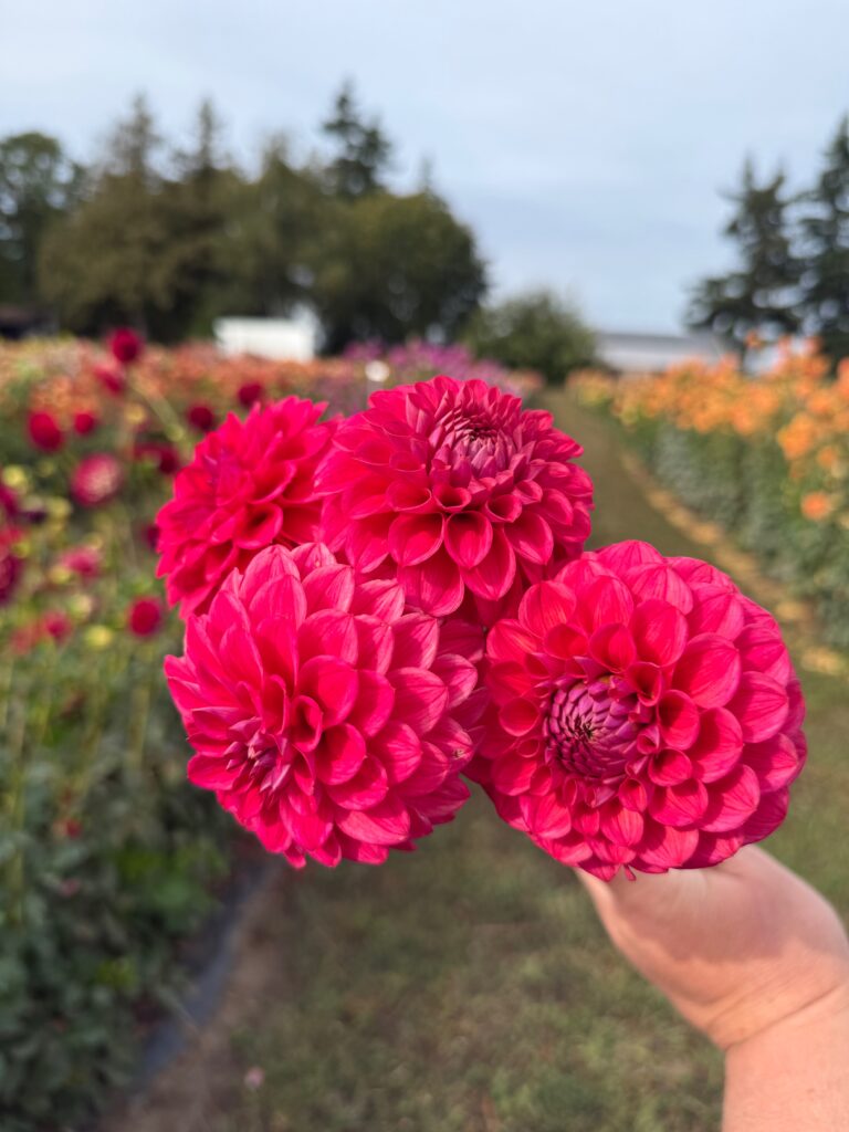Viva's Boho Rose Portrait options