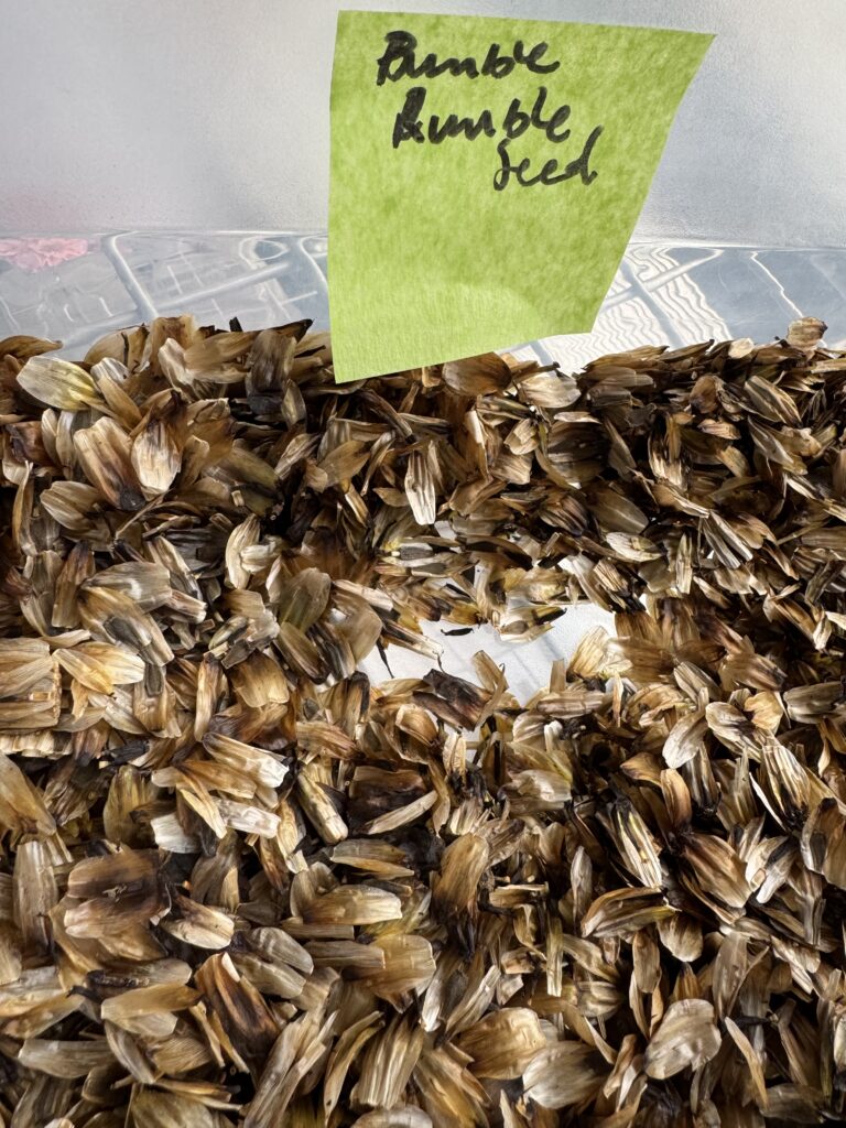clear bin of brown dahlia seeds and tan chaff, labeled with "Bumble Rumble Seed" on a yellow sticky note.