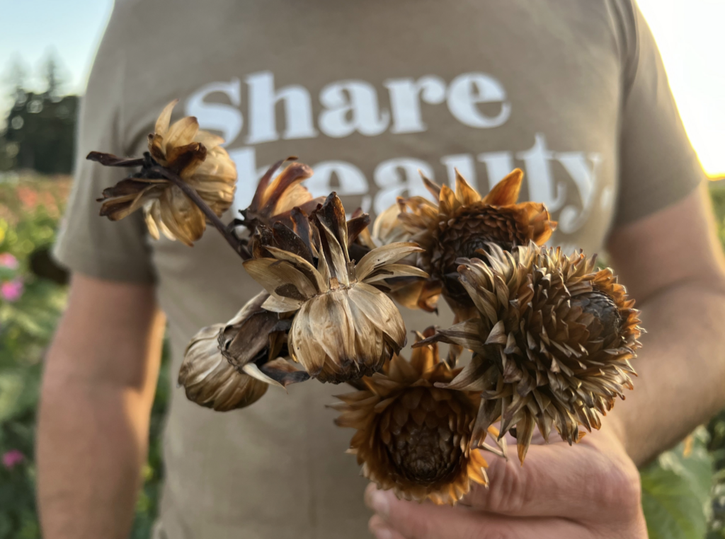 dry, papery seed pods held by Steve who is wearing a tan Share Beauty tee shirt