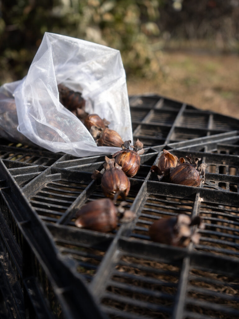 Brown dahlia seed pods Oct 2025 in a mesh bag, collected for drying
