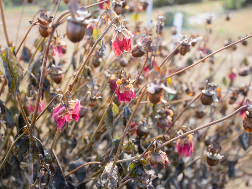 brown dahlia Seed pods from Oct 2025 on frost dahlia plants